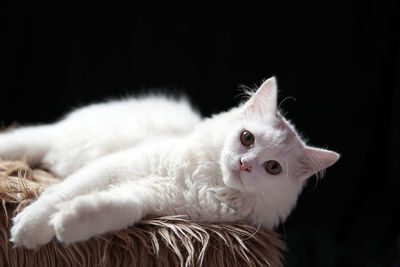 Close-up of a cat over black background