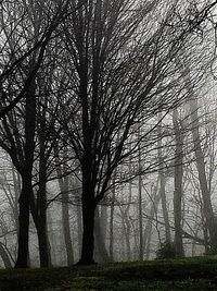 Bare trees in forest