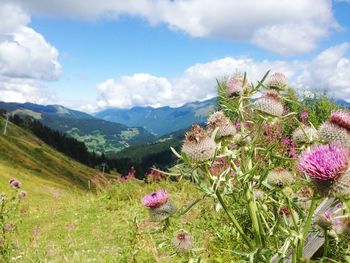 Scenic view of pink and mountains against sky