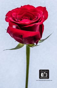 Close-up of red flower