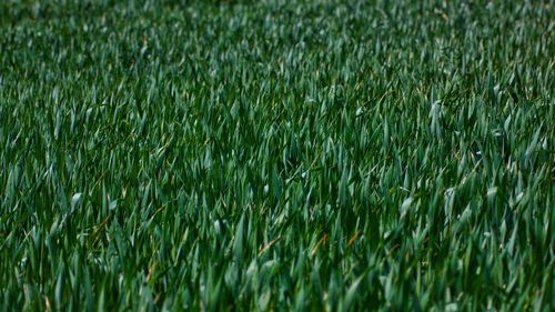 Full frame shot of wheat field