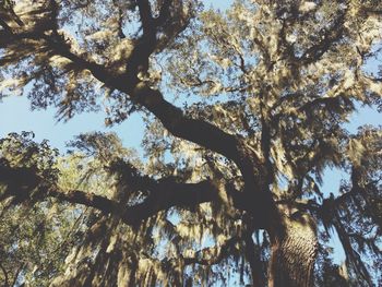 Low angle view of tree