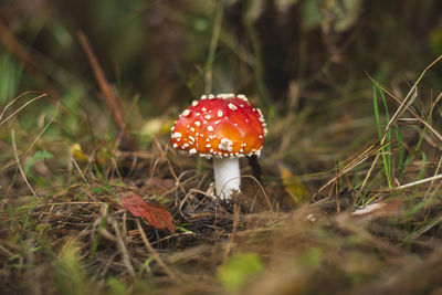 One of the most poisonous mushrooms - fly agaric growing on mountain meadow