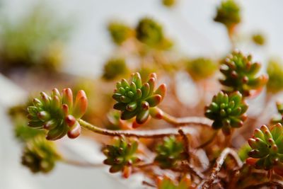 Close-up of succulent plant on table