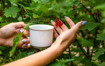 Cropped image of person holding fruit