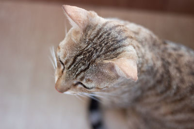 Close-up of a cat looking away