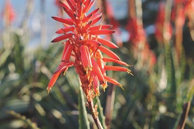 Close-up of red flowering plant