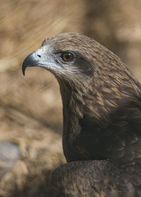 Close-up of eagle
