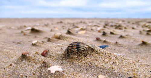 Shell on a sand base formed by the wind . muschel am strand auf von wind geformtem sandsockel