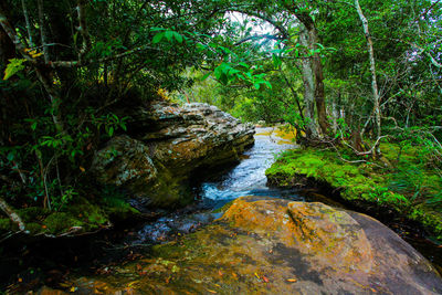 River flowing through forest