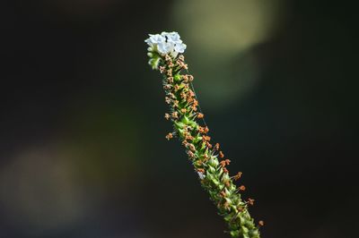 Close-up of flower buds