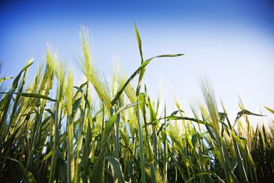 Close-up of corn field against clear sky
