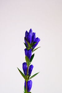 Close-up of purple flower against white background