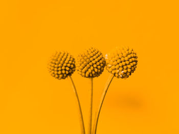 Close-up of yellow flowering plant against orange background