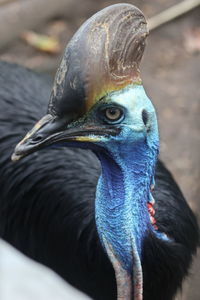 Close-up of peacock