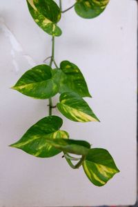 Close-up of leaves against white background