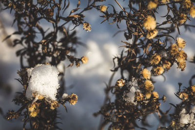 Close-up of wilted plant during winter