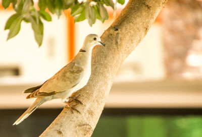 Close-up of bird perching on branch