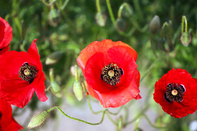 Close-up of red poppy flowers