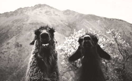 Low angle view of llamas against mountain