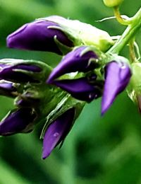 Close-up of purple flowers