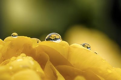 Close-up of yellow flowers on water drops