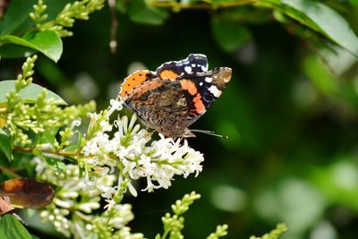 Close-up of butterfly pollinating on flower