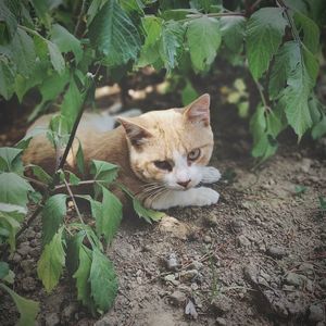 Portrait of a cat