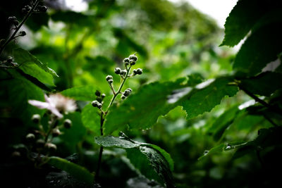 Close-up of berries growing on wet plant during rainy season