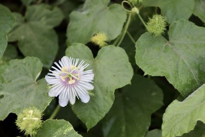 Close-up of purple flowering plant