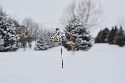 Close-up of snow on field during winter