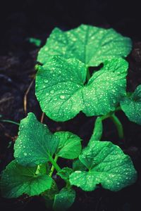 Close-up of raindrops on leaves