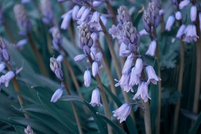 Close-up of purple flowering plants