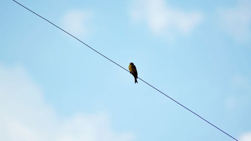 Low angle view of bird perching on cable against sky