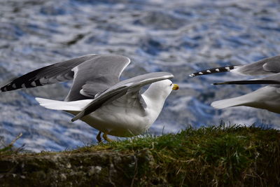 Seagulls flying over land