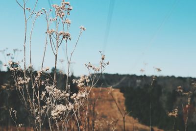 Close-up of wilted plants on field against sky