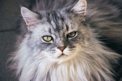 Close-up portrait of cat