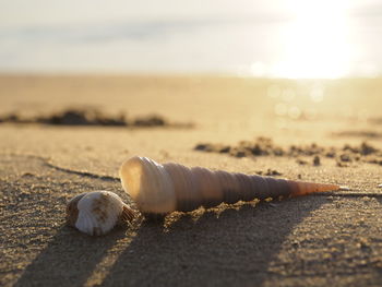 Close up of shells with beach and sea background among morning sunlight