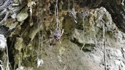 Close-up of butterfly hanging on rock