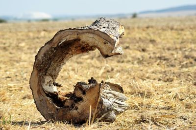 Close-up of dead wood on field