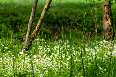 Close-up of plants growing on land