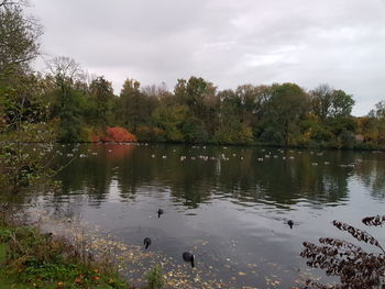 Ducks in a lake
