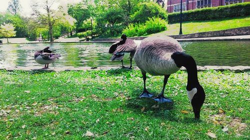 View of birds on grass