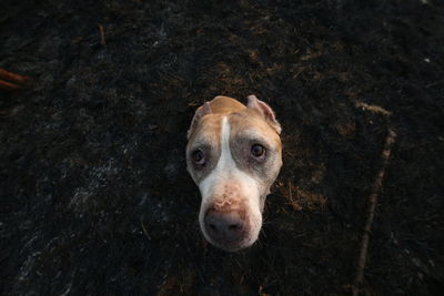 High angle portrait of dog on field