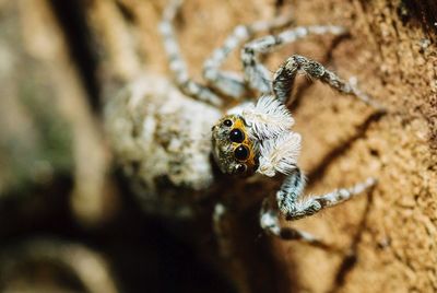 Close-up of spider