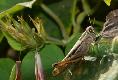 Close-up of grasshopper on plant