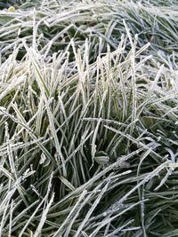 Full frame shot of frozen plants