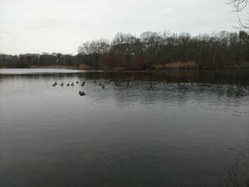 Birds in a lake