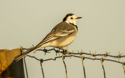 Low angle view of bird perching against clear sky