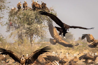 Flock of birds flying